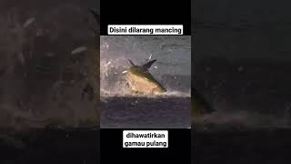 Spot mancing terbaik auto gacor