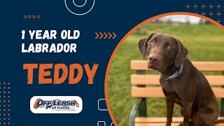 Chocolate Lab, 1 y/o, “Teddy” | Amazing Labrador Retriever Training | Off Leash K9 Spokane