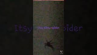 huge spider crawling 👀🕷🕷🤤