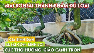 08/05. 20 Mã Số Mai Ghép Thành Phẩm Nhiều Loại Giống Giá Rẻ. Trang 0971.118.064