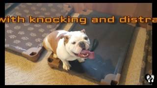 Stubborn aggressive English Bulldog Romeo off leash obedience and manners | Houston dog training