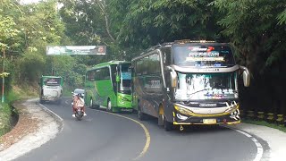 artis bus telolet paling boros angin full gacor selalu