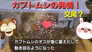 カブトムシの発情！痙攣してﾀﾋんじゃうのかと思った草