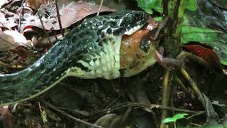 Chironius grandisquamis | Shiny whipsnake | Serpiente de látigo negra