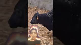 calon sapi super besar #sapi #reaction #viralvideo #fyp #iduladha