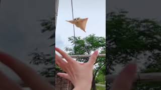 flying squirrel  cute sugar glider  flying and landing in hand #shorts