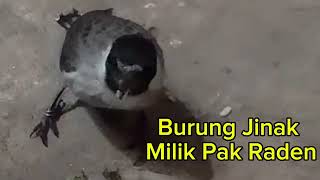 Burung Unik#VidioBurung