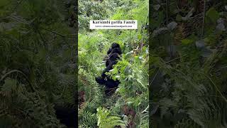 Mountain gorilla trekking-(Karisimbi gorilla family)- Trekking gorillas in volcanoes national park