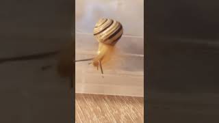 Равлик 🐌🐌🐌🐌