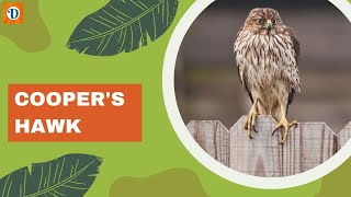 COOPER'S HAWK (The Stealthy Hunter of the Forest)