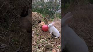 Kelinci berduaan makan apel #kelinci #shortvideo #shorts #animals #rabbit