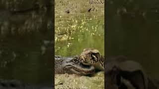 wildlife animals bestvideo snake