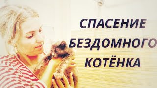 КРЫМ. Не бросили в беде. Спасли бездомного котёнка. Как искали хозяина?