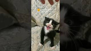 Very cute kitten when angry🤣🤣.   #cat #cutecat #bebycats #shorts