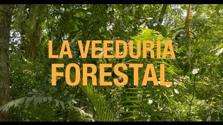 La Veeduría Forestal (The Forest Monitoring Initiative)