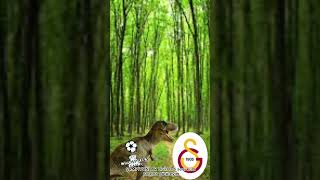 Galatasaray Şampiyonlar Ligi’nin İşini bitiriyor