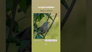 Jungle babbler