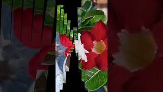 adenium || all colours adenium || adenium flower plant || #shorts