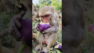 Baby mother eating brinjal 🍆🐒 #monkeyvideo #bandar #monkey 0668