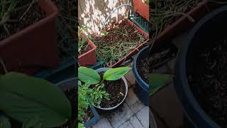 60 Sec Desert Garden Tour