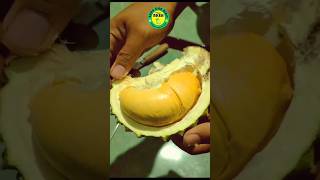 Durian Duri Hitam #durian #duriandurihitam #durihitam #bibitdurian #jualbibit #viral #shorts