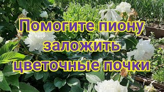 Уход за пионом после цветения + Подкормка