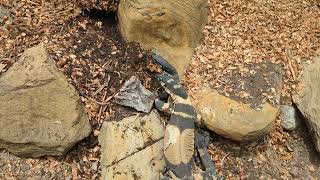 Lace monitor digging at Sydney Zoo