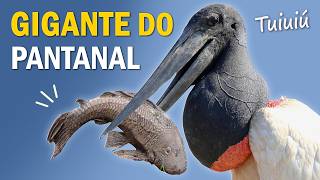 TUIUIÚ, O GIGANTE do PANTANAL! Ninho e comportamentos da maior ave voadora do pantanal!