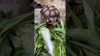 Gacu kura kura sulcata super lucu part 49#shorts #animals