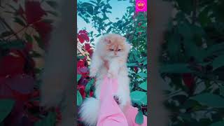 funny Cat# short #funny #shortvideo #animals #😆😁