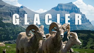 The GOAT of Montana | Glacier National Park