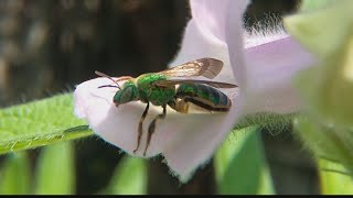 Bees On Sesame Flowers GoPro Slo Mo Mix