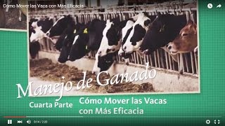 Cómo Mover las Vacas con Más Eficacia