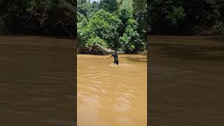 Kegiatan melempar jala ikan semah#traditional #videoshorts #fishingnets