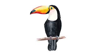 Toucan Sound