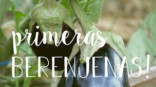 Después de la ola de calor: A TRASPLANTAR! | Y la primera COSECHA de BERENJENAS y OKRA #huertaencasa