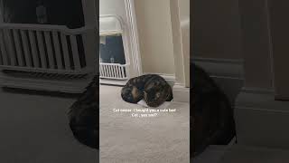 The cats #cat #catvideos #catlover #catshorts #cats