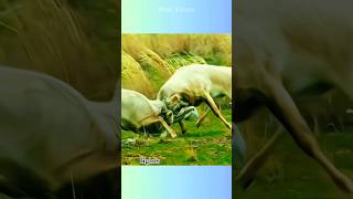 Male Saigas fight during rutting| harem #shorts #shortsfeed #antelope