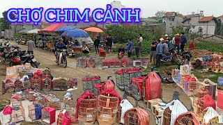 CHỢ CHIM CẢNH CÓ CON CHÀO MÀO HÓT HAY QUÁ CHỢ CHIM PHIÊN 27 LẠNG SƠN