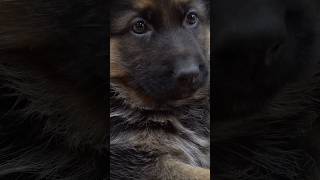 German Shepherd : Best Gift From God