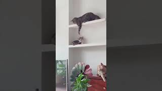 Unforgettable Funny Cat Moments Compilation! Funny Cats Compilation 15