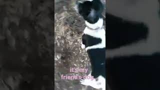 my friend's cute dog #cute#dog#funny#woods#youtube#shorts.