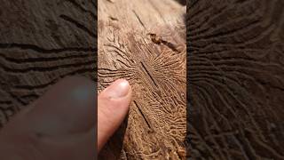 INSECT CLUES ON DEAD TREES