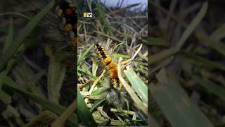 Must see Dragon Caterpillar 🦭#shorts #dragon #fly #usa #insect #hd