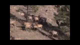 Elk Hunt in Montana: Hunting elk, bull taken in herd of 200 Elk