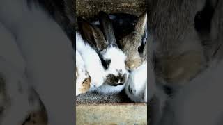 rabbit #animalshorts #cuterabbit