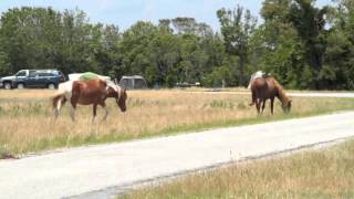 Assateague Island, June 2013