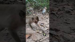 Wild monkey in Mohanokor troop ep190 #monkeyaction #monkey #monkeyliving