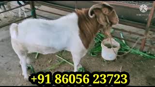 Boer goats available for sale . Boer goat .