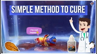 SIMPLE WAY TO CURE SICK BETTA FISH | EASY METHOD | BETTA TREATMENT IN TAMIL #cupang #tamil #betta